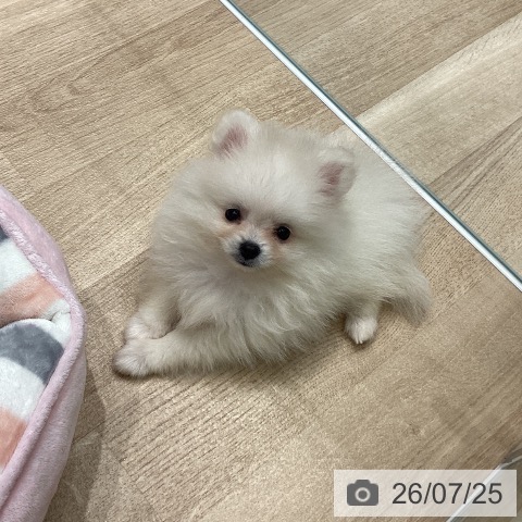 宮城県のポメラニアン (ペットプラス 名取店/2026年5月21日生まれ/女の子/クリーム)の子犬の3枚目の画像