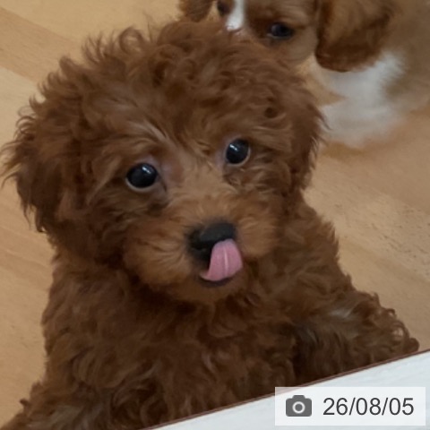 山形県のトイプードル(トイ) (ペットプラス 天童店/2026年5月21日生まれ/女の子/レッド)の子犬の3枚目の画像