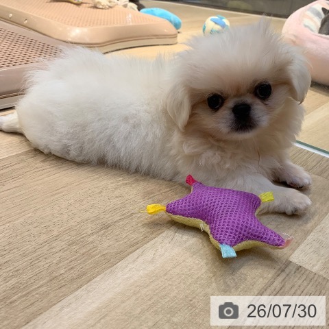 ペキニーズの写真