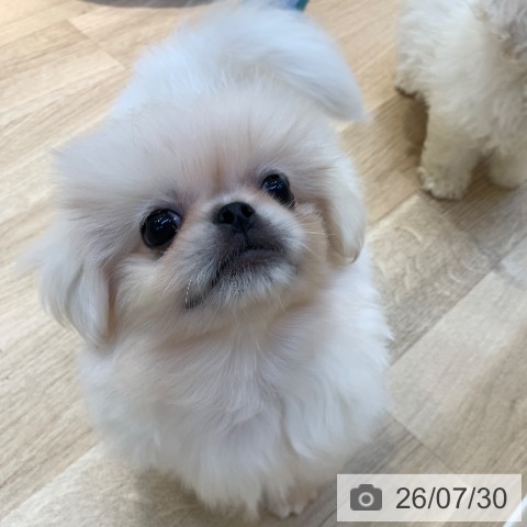 ペキニーズの写真