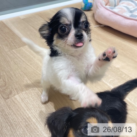 チワワの写真