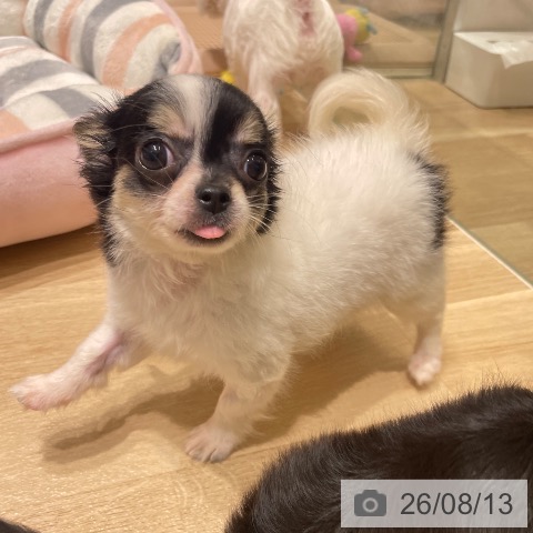 チワワの写真