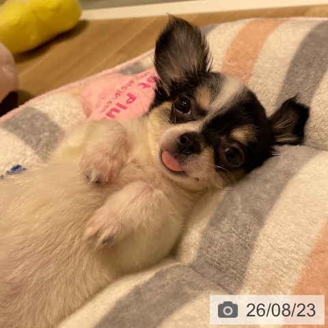 チワワの写真