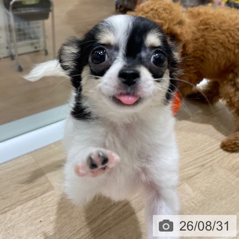 チワワの写真