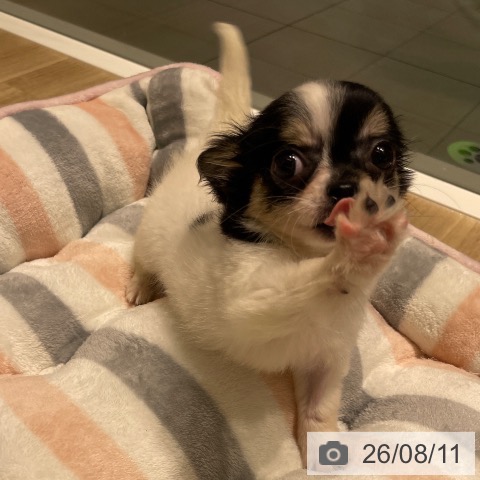 長野県のチワワ(ロング) (ペットプラス 須坂店/2026年5月9日生まれ/女の子/ホワイトブラックタン)の子犬の4枚目の画像