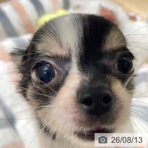 チワワの写真