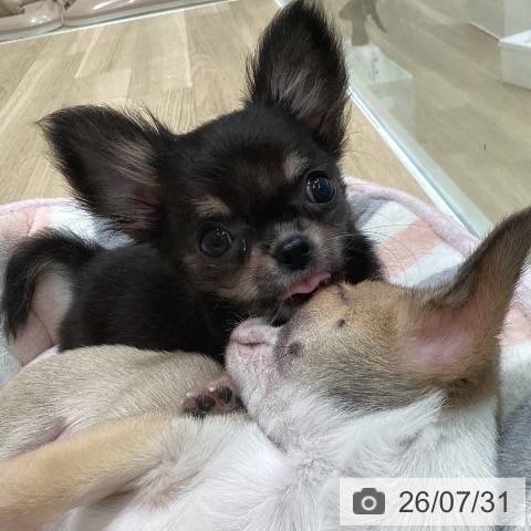 チワワの写真