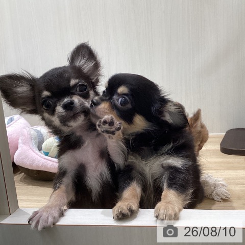 チワワの写真
