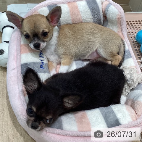 宮城県のチワワ(ロング) (ペットプラス 仙台泉大沢店/2026年5月24日生まれ/男の子/ブラックタンホワイト)の子犬の3枚目の画像