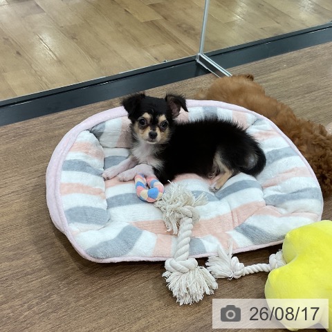 埼玉県のチワワ(ロング) (ペッツワン 吉川美南店/2026年5月24日生まれ/女の子/ブラックタンホワイト)の子犬の4枚目の画像