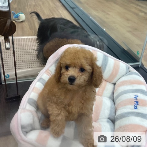 茨城県のトイプードル(トイ) (ペッツワン つくば店/2026年5月25日生まれ/女の子/アプリコット)の子犬の4枚目の画像