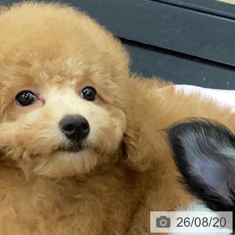 茨城県のトイプードル(トイ) (ペッツワン つくば店/2026年5月25日生まれ/女の子/アプリコット)の子犬の4枚目の画像