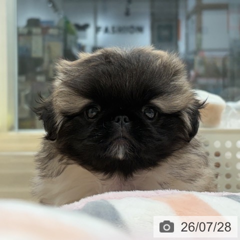 ペキニーズの写真