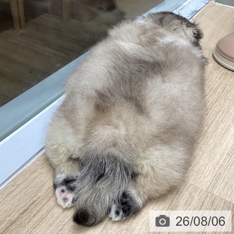 ペキニーズの写真