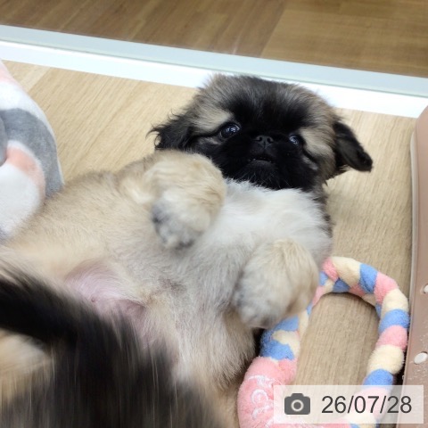 ペキニーズの写真