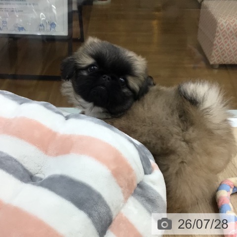 ペキニーズの写真