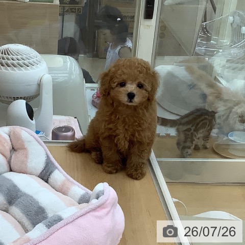 青森県のトイプードル(トイ) (ペットプラス 青森浜田店/2026年5月22日生まれ/男の子/アプリコット)の子犬の3枚目の画像
