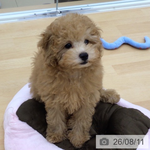 青森県のトイプードル(トイ) (ペットプラス 青森浜田店/2026年5月22日生まれ/男の子/アプリコット)の子犬の3枚目の画像