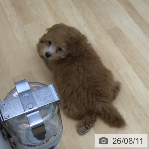 青森県のトイプードル(トイ) (ペットプラス 青森浜田店/2026年5月22日生まれ/男の子/アプリコット)の子犬の4枚目の画像