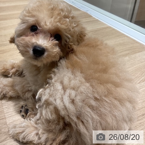 神奈川県のトイプードル(トイ) (ペットプラス 湘南平塚店/2026年5月22日生まれ/男の子/クリーム)の子犬の3枚目の画像