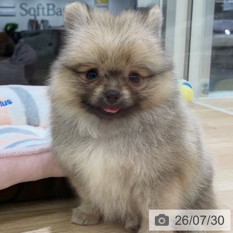 ポメラニアンの写真