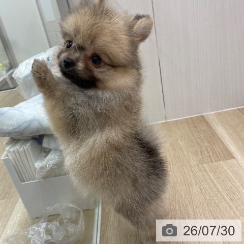 ポメラニアンの写真