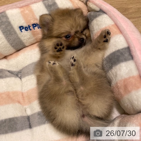 ポメラニアンの写真