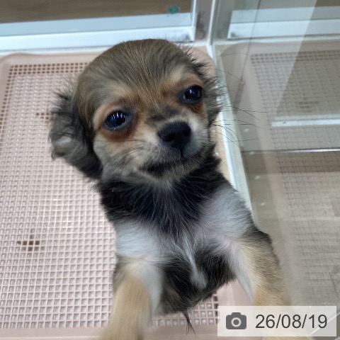チワワの写真