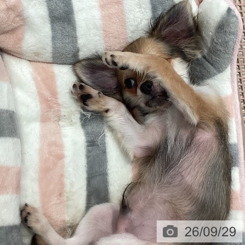 神奈川県のチワワ(ロング) (ペットプラス 海老名店/2026年5月20日生まれ/男の子/レッド)の子犬の4枚目の画像