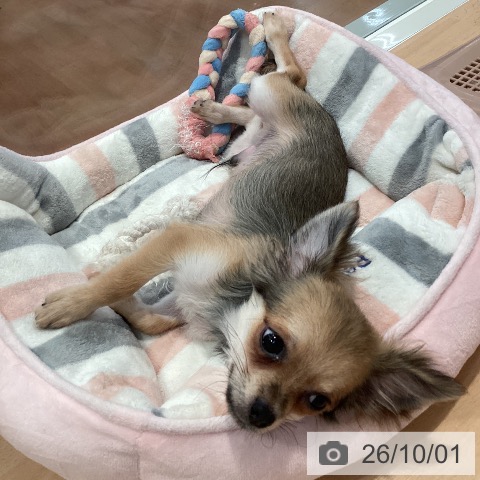 神奈川県のチワワ(ロング) (ペットプラス 海老名店/2026年5月20日生まれ/男の子/レッド)の子犬の4枚目の画像