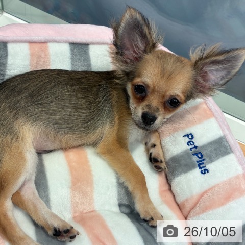 神奈川県のチワワ(ロング) (ペットプラス 海老名店/2026年5月20日生まれ/男の子/レッド)の子犬の4枚目の画像