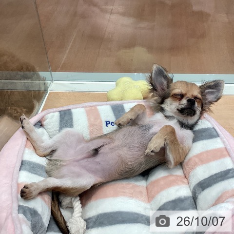 神奈川県のチワワ(ロング) (ペットプラス 海老名店/2026年5月20日生まれ/男の子/レッド)の子犬の4枚目の画像