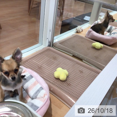 神奈川県のチワワ(ロング) (ペットプラス 海老名店/2026年5月20日生まれ/男の子/レッド)の子犬の4枚目の画像