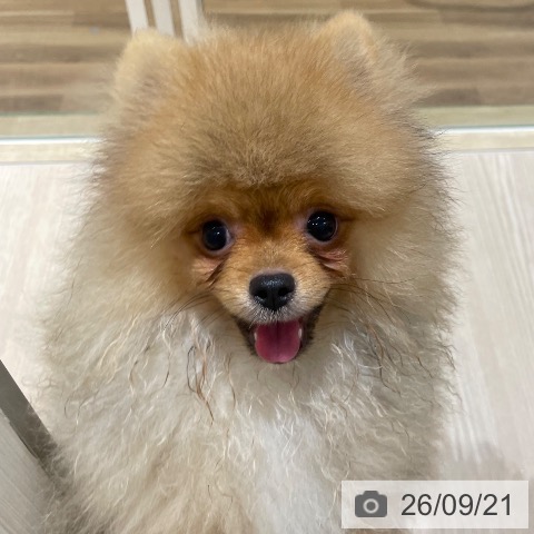 ポメラニアンの写真