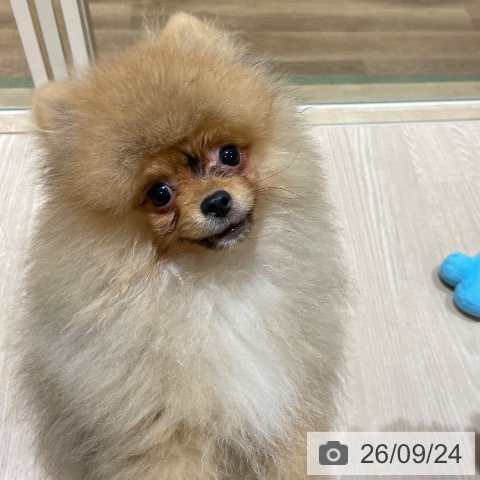 ポメラニアンの写真