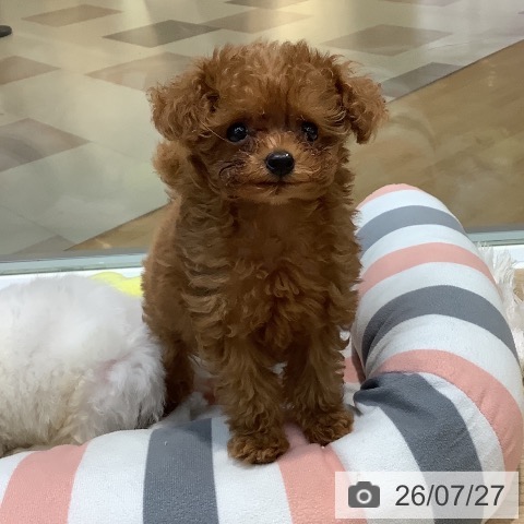 埼玉県のトイプードル(トイ) (ペットプラス ららぽーと新三郷店/2026年5月23日生まれ/女の子/レッド)の子犬の3枚目の画像