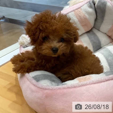 埼玉県のトイプードル(トイ) (ペットプラス 与野店/2026年5月18日生まれ/男の子/レッド)の子犬の4枚目の画像
