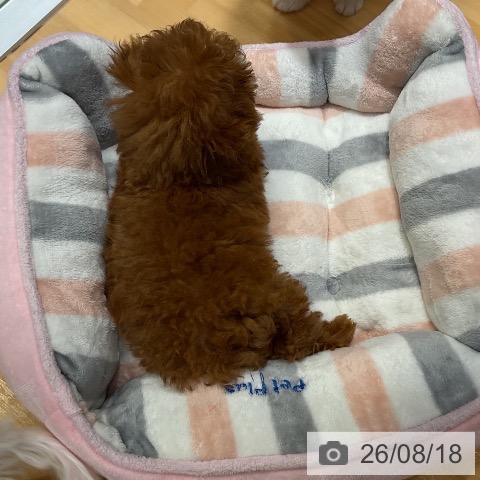 埼玉県のトイプードル(トイ) (ペットプラス 与野店/2026年5月18日生まれ/男の子/レッド)の子犬の3枚目の画像