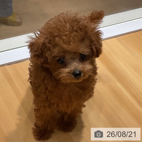 埼玉県のトイプードル(トイ) (ペットプラス 与野店/2026年5月18日生まれ/男の子/レッド)の子犬の4枚目の画像