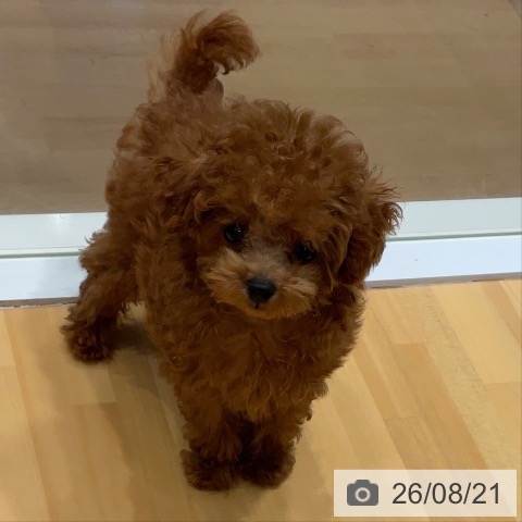 埼玉県のトイプードル(トイ) (ペットプラス 与野店/2026年5月18日生まれ/男の子/レッド)の子犬の3枚目の画像