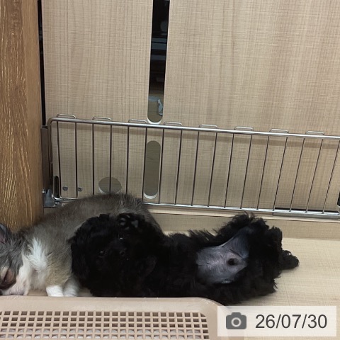 埼玉県のトイプードル(トイ) (ペッツワン 浦和美園店/2026年5月24日生まれ/男の子/ブラック)の子犬の3枚目の画像
