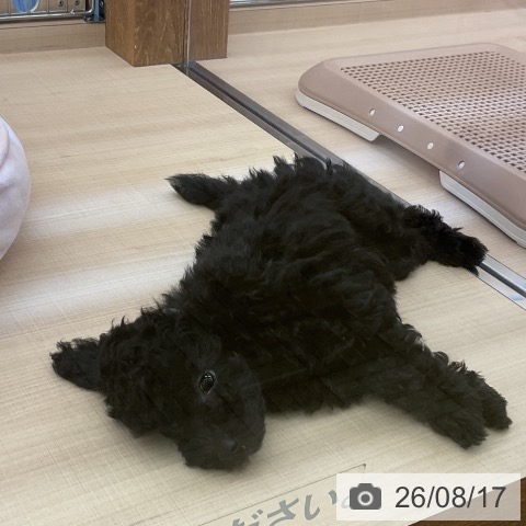 埼玉県のトイプードル(トイ) (ペッツワン 浦和美園店/2026年5月24日生まれ/男の子/ブラック)の子犬の3枚目の画像