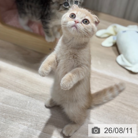 スコティッシュフォールドの写真
