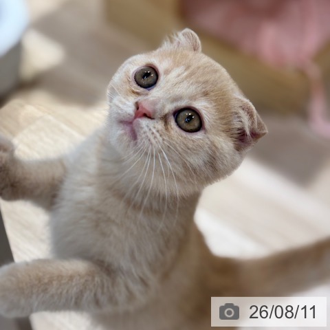 スコティッシュフォールドの写真