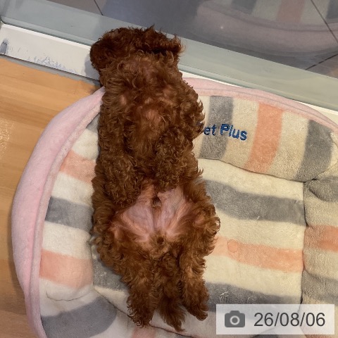 山形県のトイプードル(トイ) (ペットプラス 天童店/2026年5月27日生まれ/男の子/レッド)の子犬の3枚目の画像