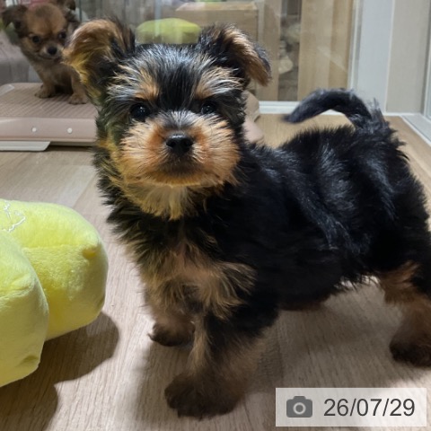 ヨークシャー・テリアの写真