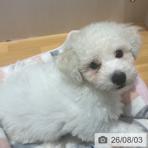 埼玉県のビションフリーゼ (ペットプラス 与野店/2026年5月19日生まれ/男の子/ホワイト)の子犬の4枚目の画像