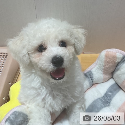 埼玉県のビションフリーゼ (ペットプラス 与野店/2026年5月19日生まれ/男の子/ホワイト)の子犬の3枚目の画像