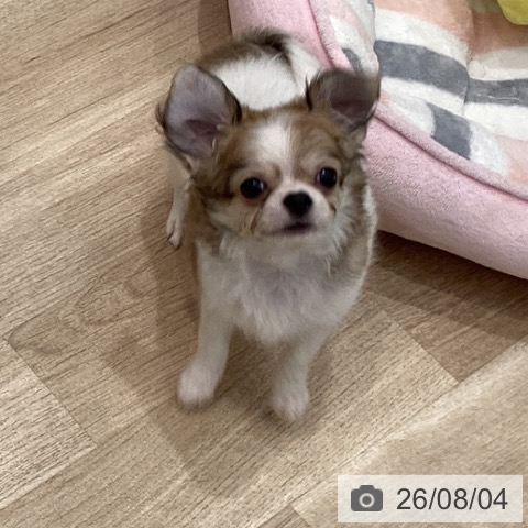 チワワの写真