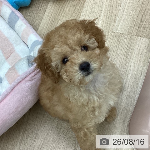 福島県のトイプードル(トイ) (ペットプラス 福島店/2026年5月27日生まれ/男の子/オレンジフォーン)の子犬の4枚目の画像